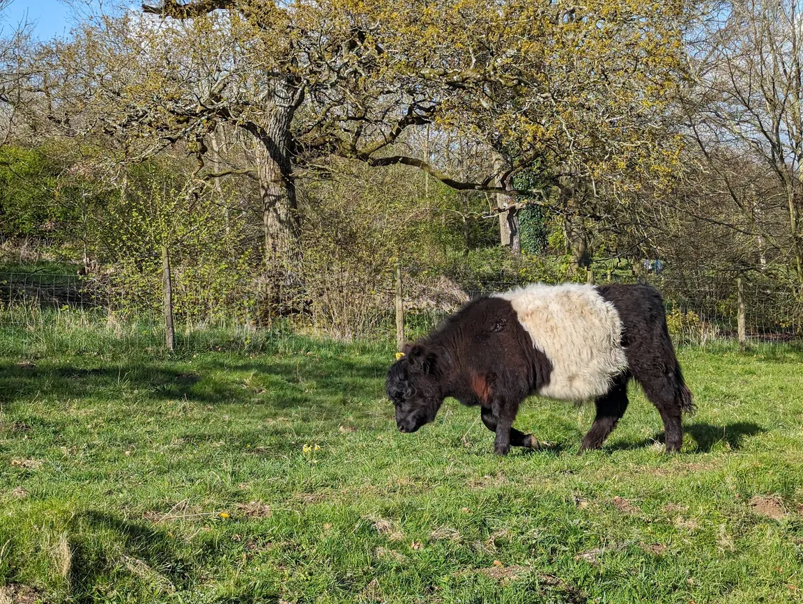 Crickley Hill Country Park