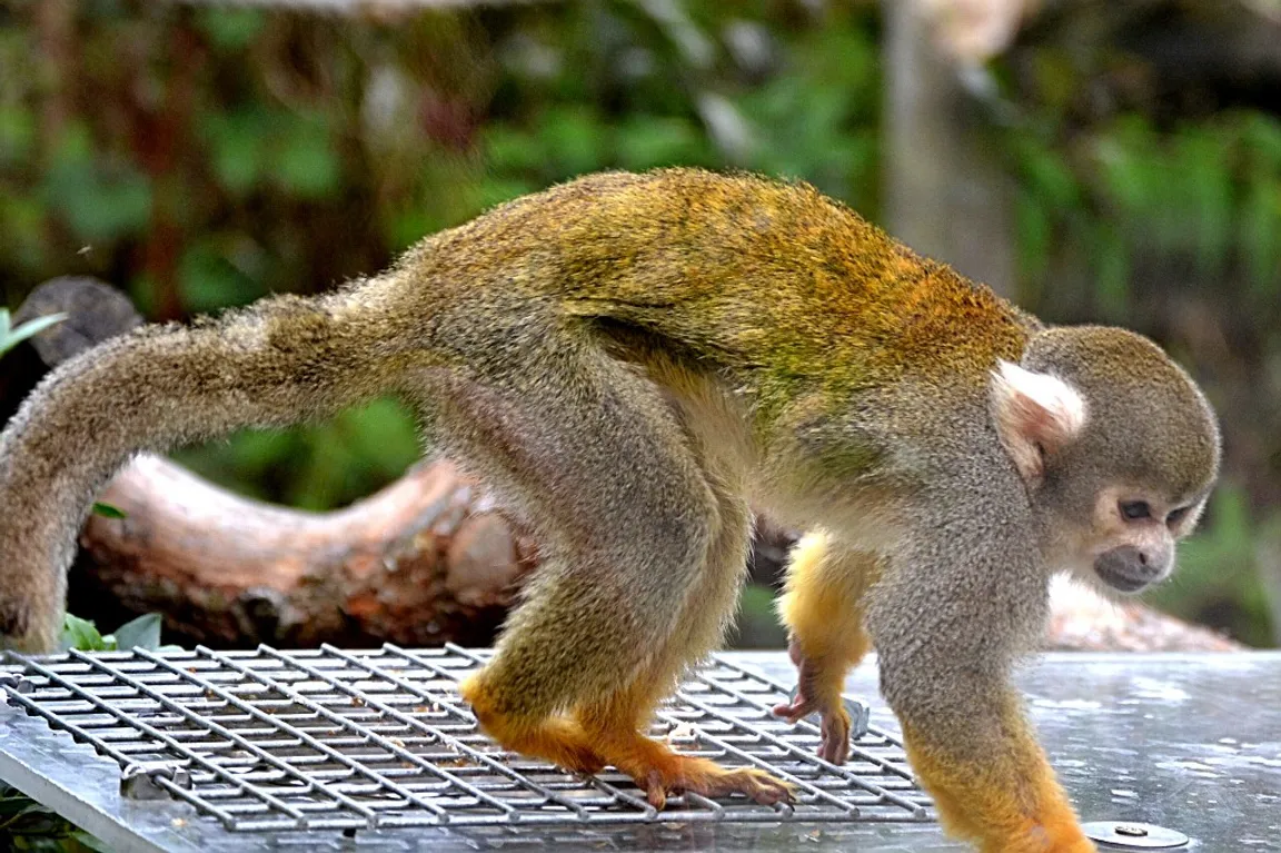 Monkey World