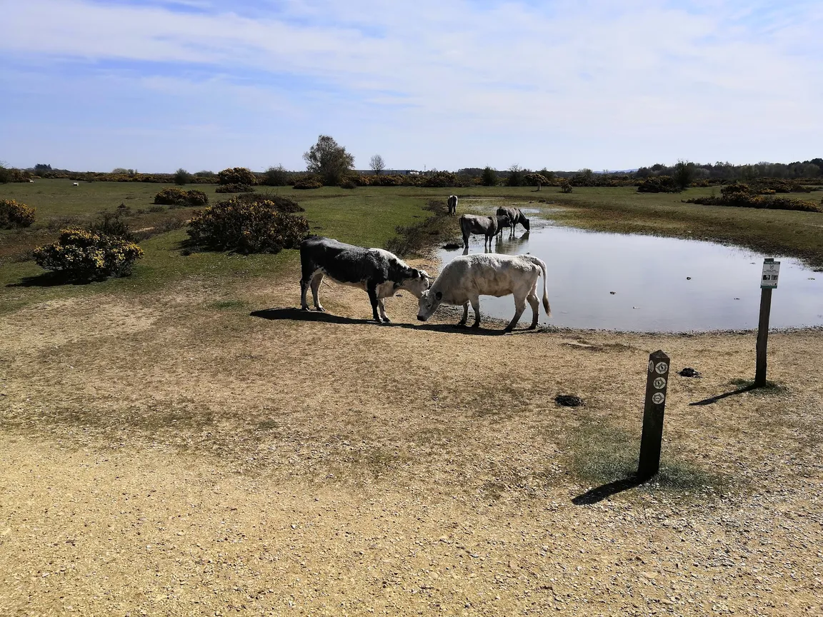 Greenham & Crookham Common Nature Reserve