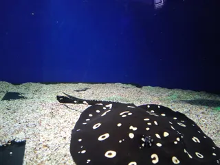 The Oceanarium «Sea Fairy Tale»