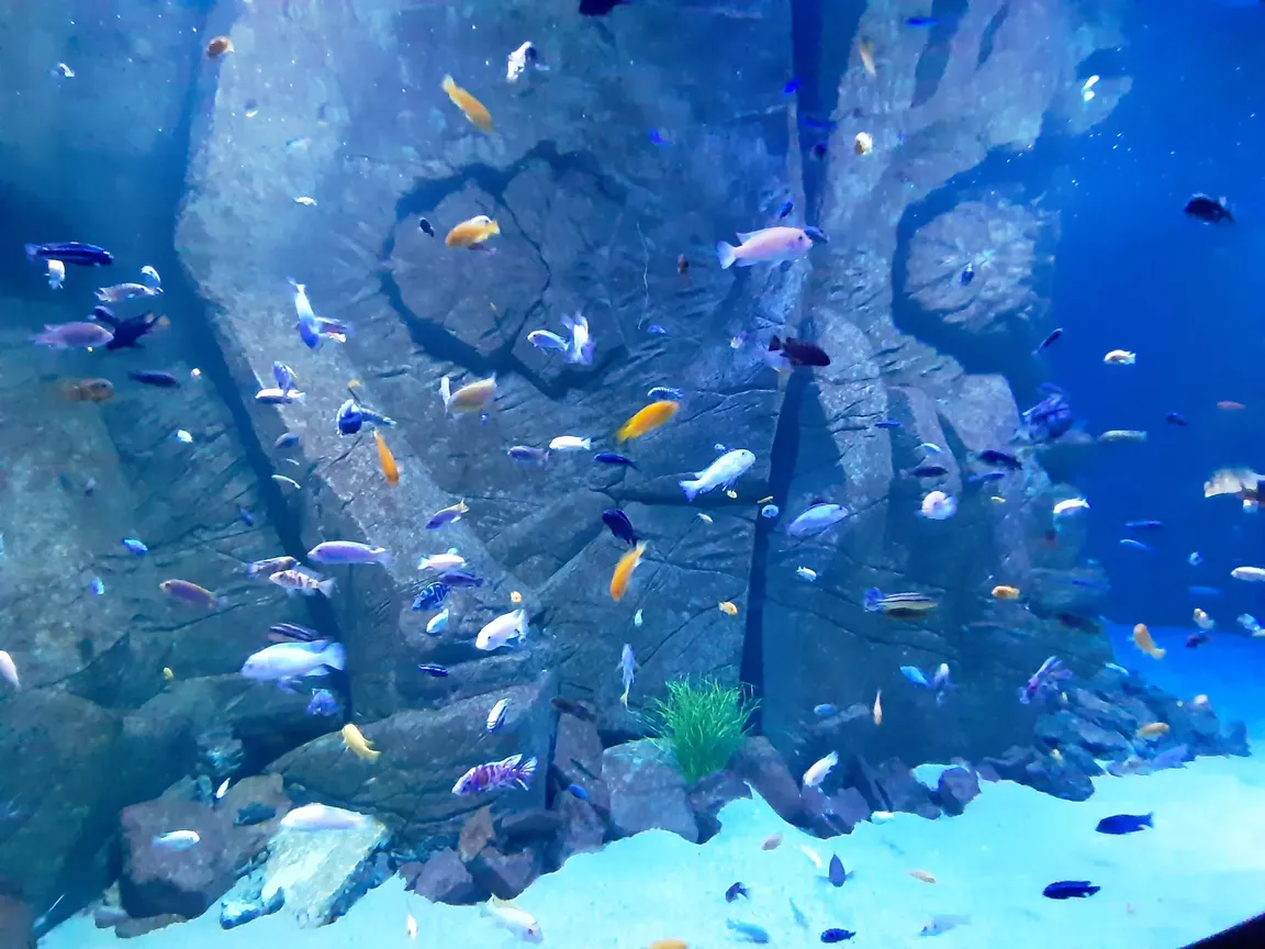 OCEANIKA