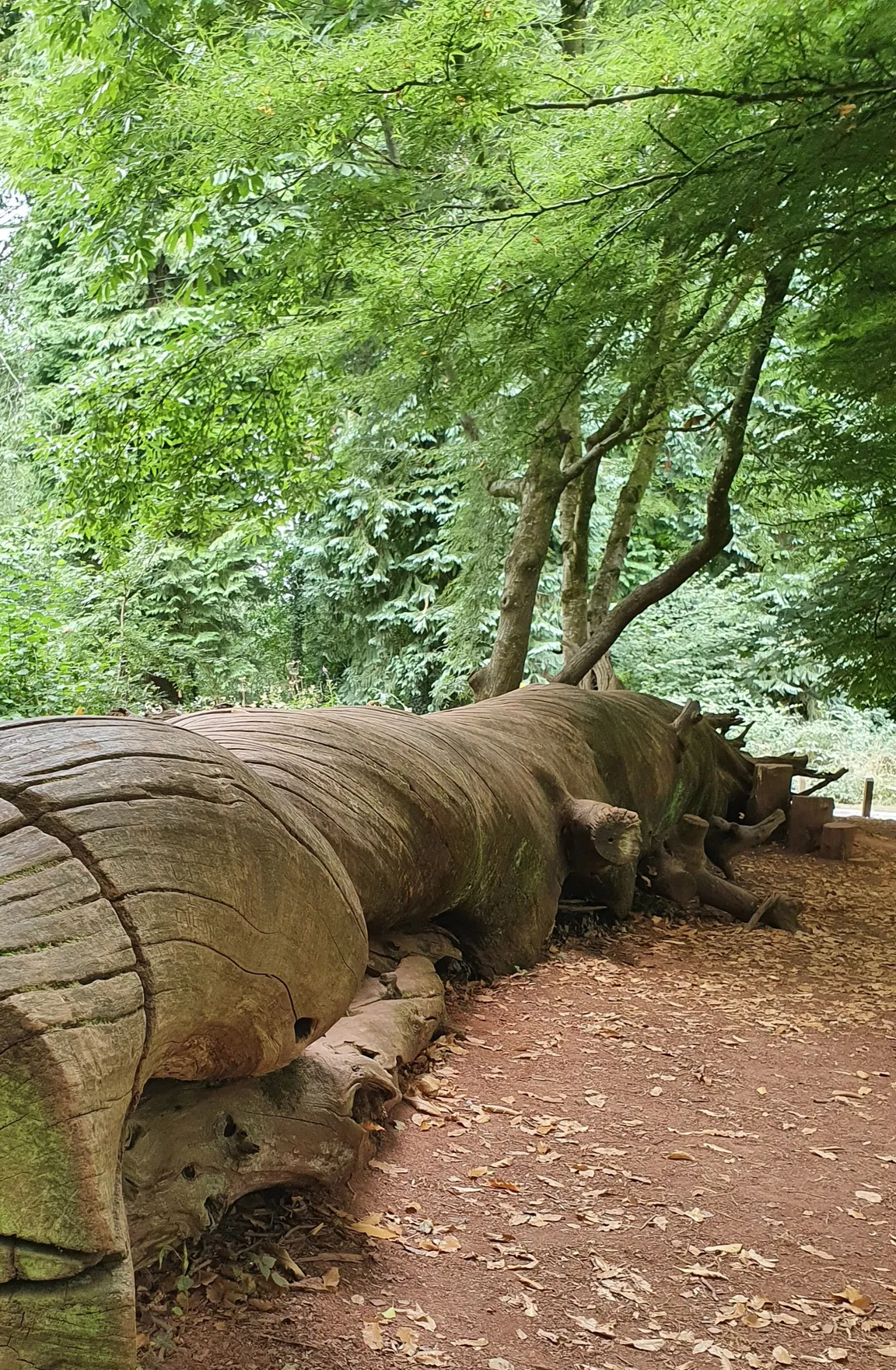 National Trust - Fyne Court