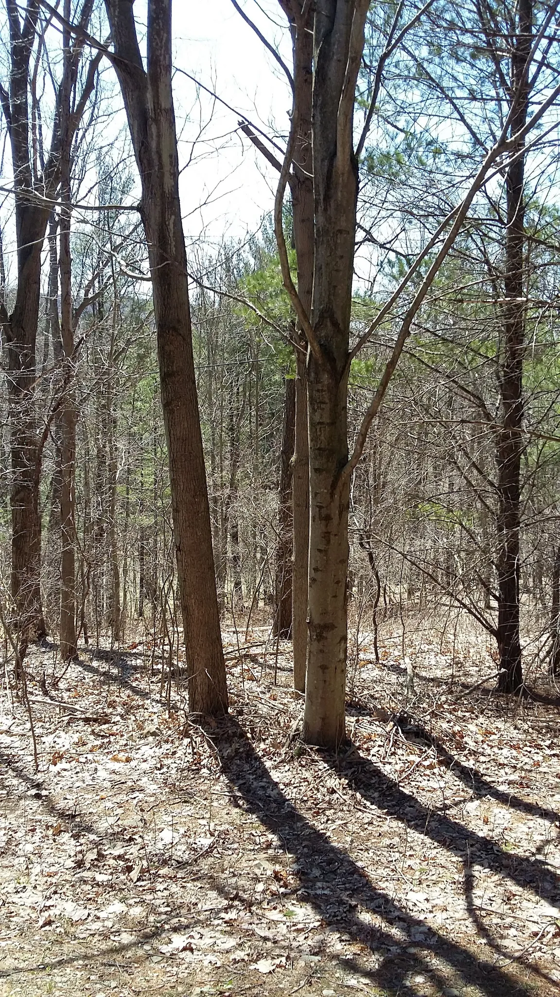 East Hill Cabins