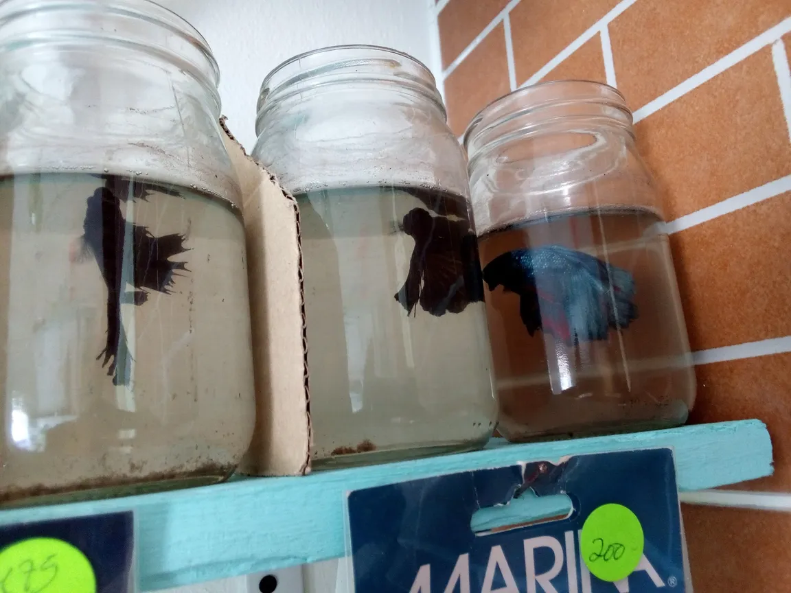 Acuario mis tres amores