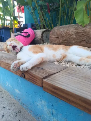 Sharky's Shop - Diving Dominican Republic
