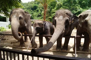 Khao Kheow Open Zoo