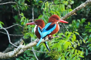 Jerusalem Bird Observatory