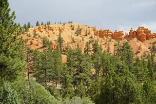 Dixie National Forest