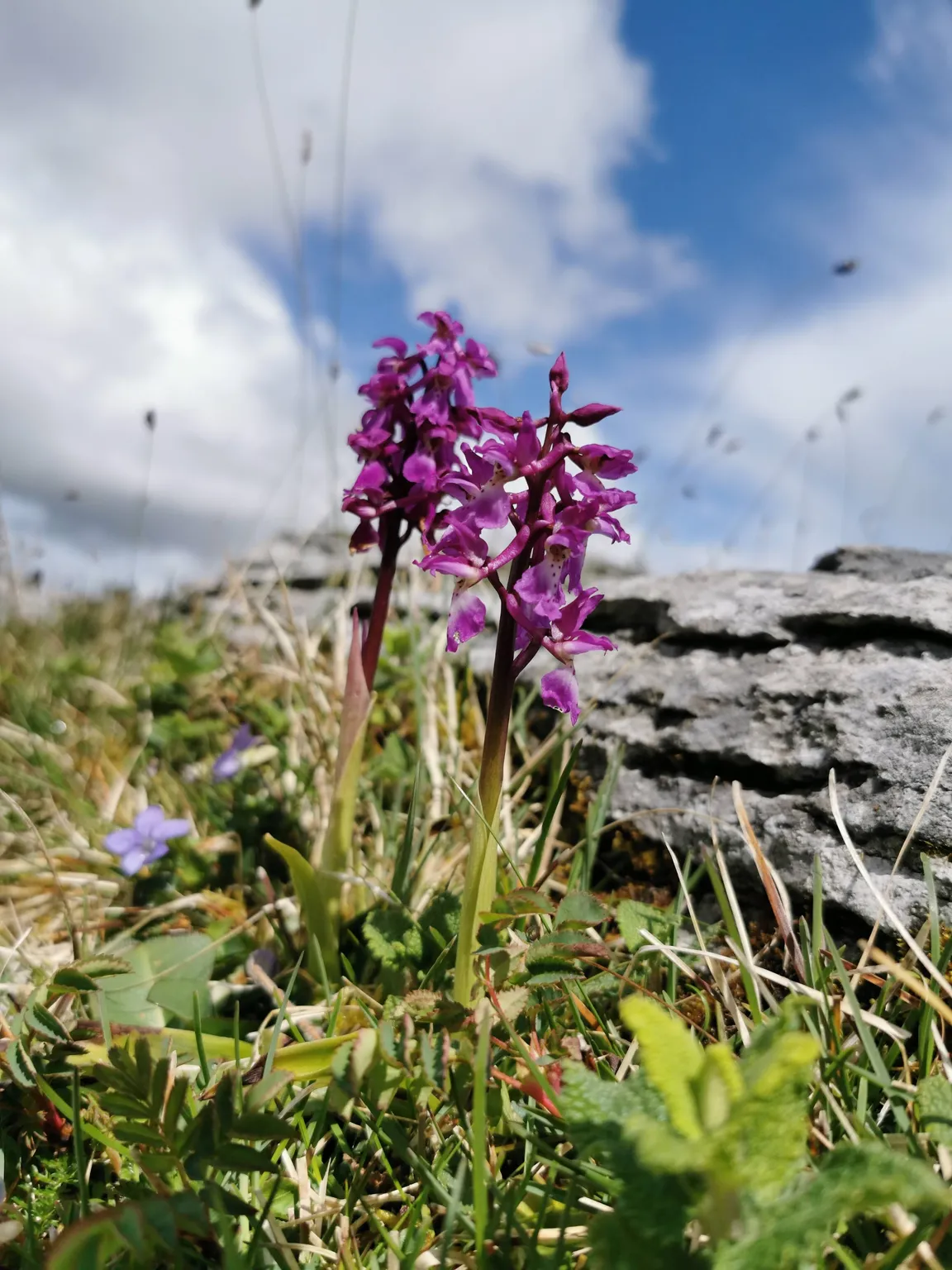 Burren