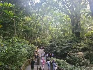 Małpi las w Ubud