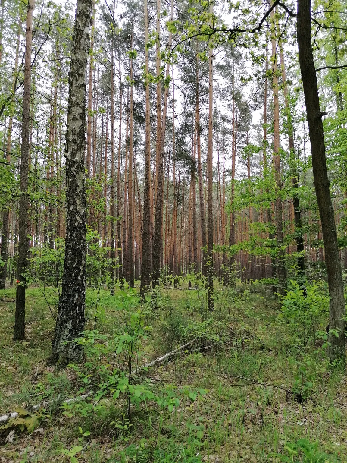 Rezerwat Przyrody Jodły Oleśnickie