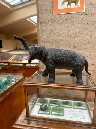 Museum of Paleontology and Historical Geology