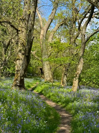 Clyde Valley Woodlands National Nature Reserve (Cartland Crags)
