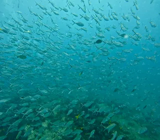 Silent Divers | Diving Koh Samui | PADI 5-Star Dive Center | PADI Courses & Diving Tours Koh Samui