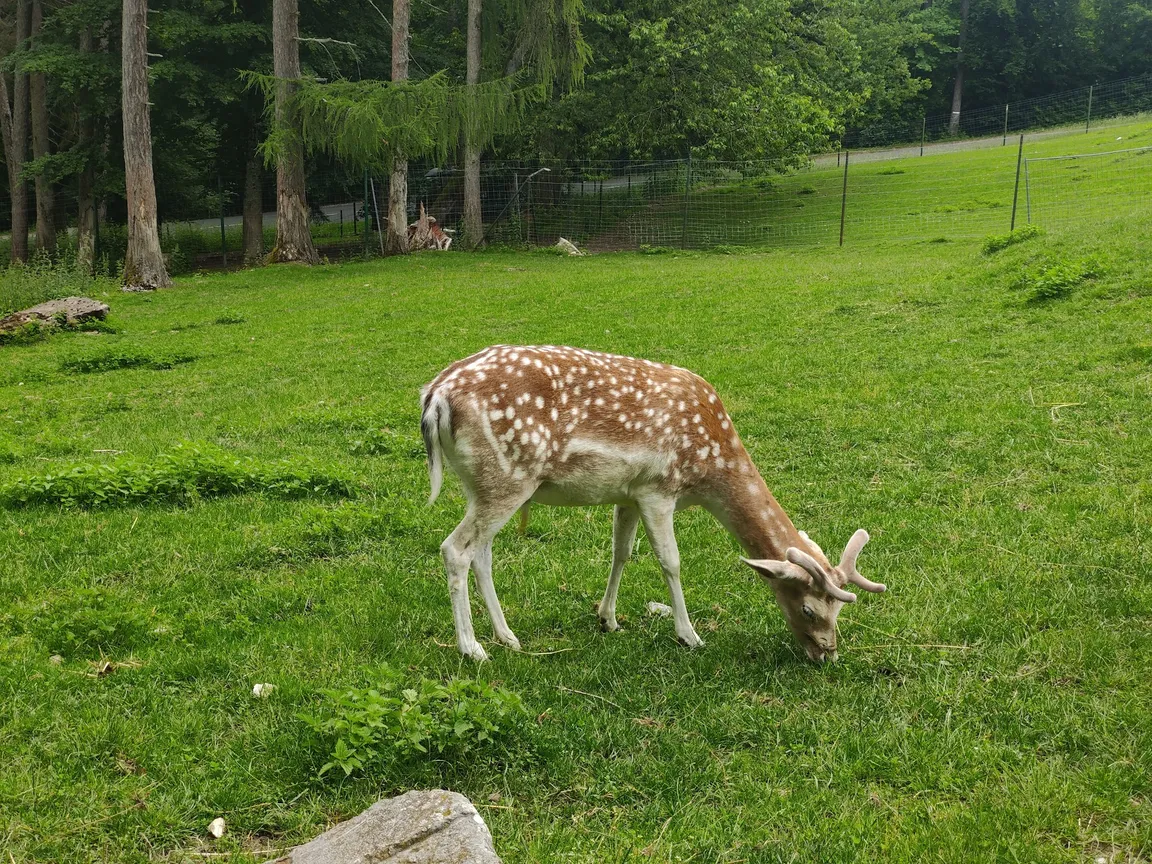 Parc Animalier de la Grande Jeanne