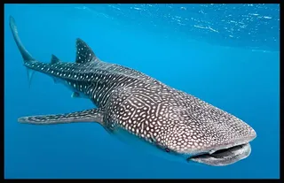 Blue Horizon Diving