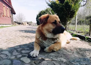 Olsik