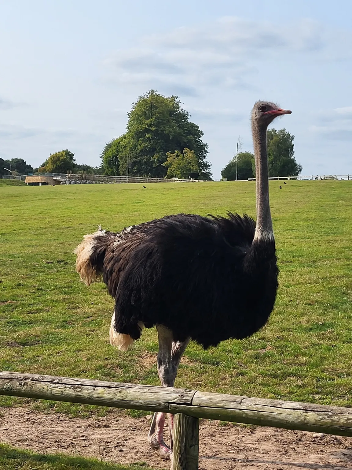 Fota Wildlife Park