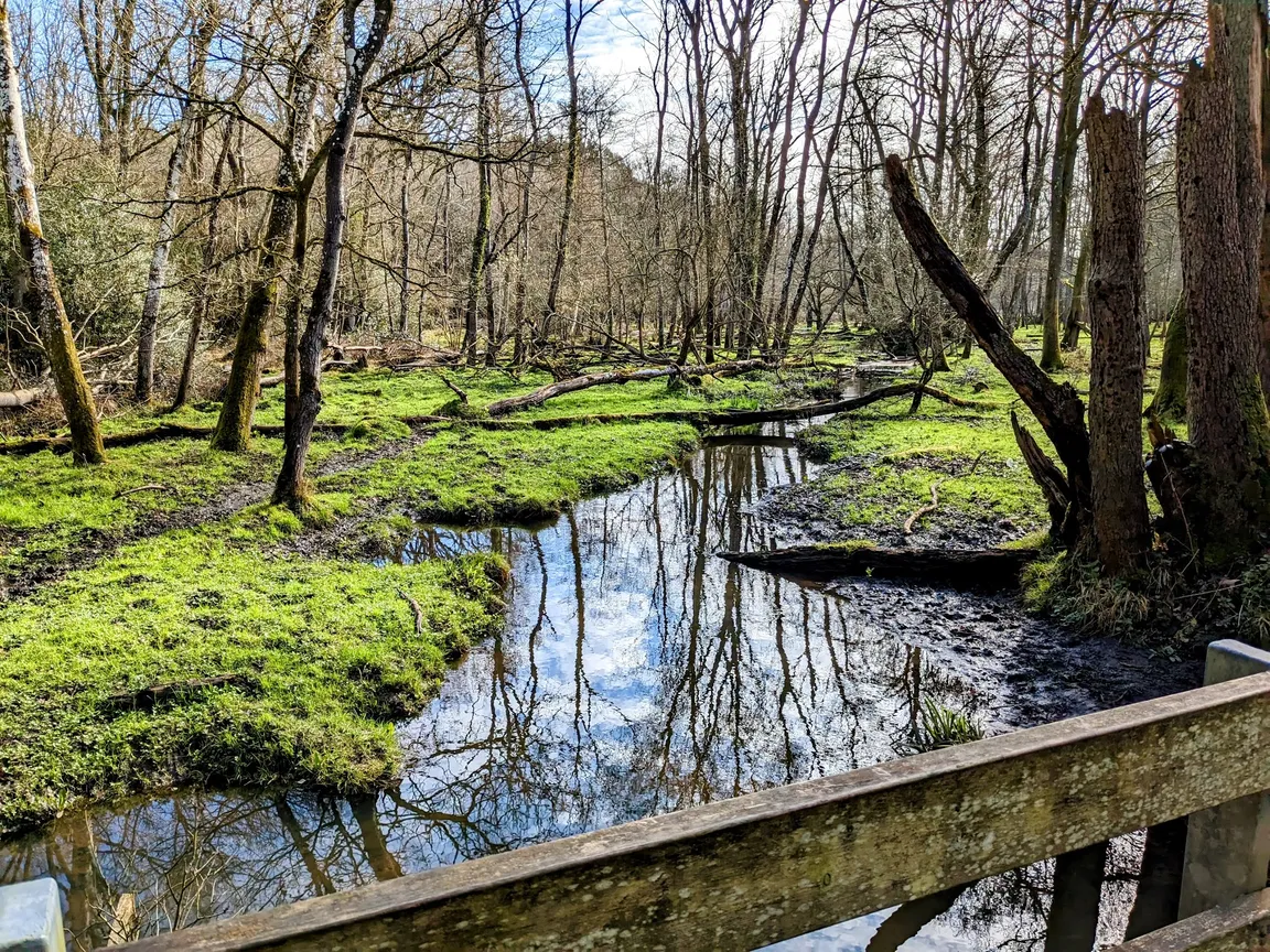 Pamber Forest