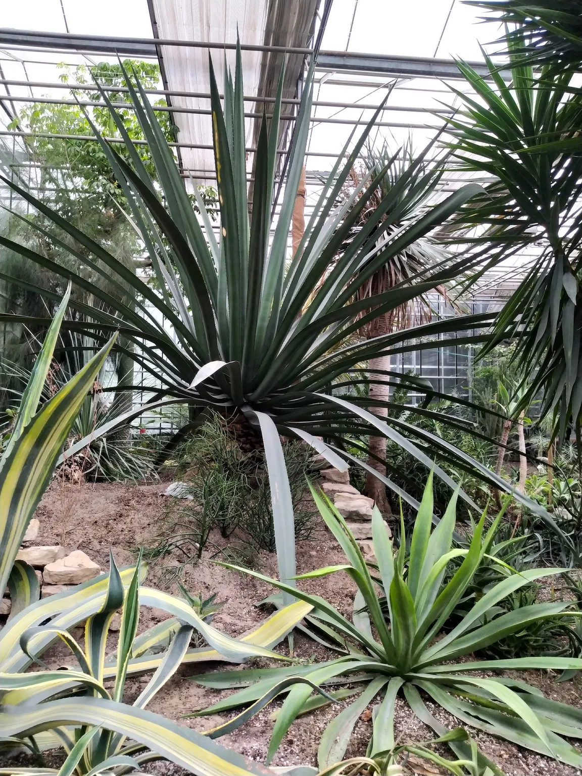 PAN Ogród Botaniczny – CZRB w Powsinie