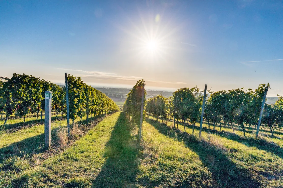 Weingut Möhn