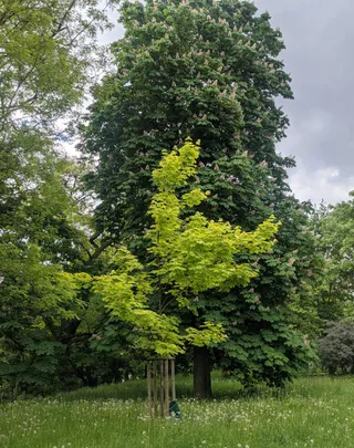 Park Tadeusza Mazowieckiego