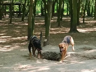 Wybieg dla psów