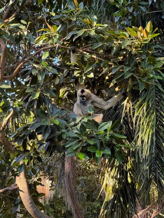 Siamangs