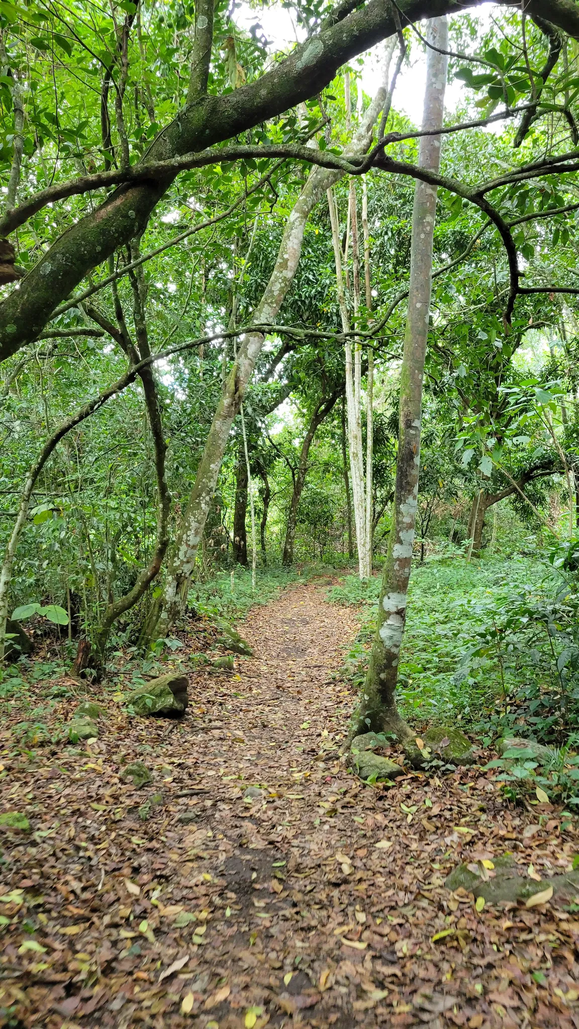 Sendero Natural Por La Rivera del Río Jimenoa