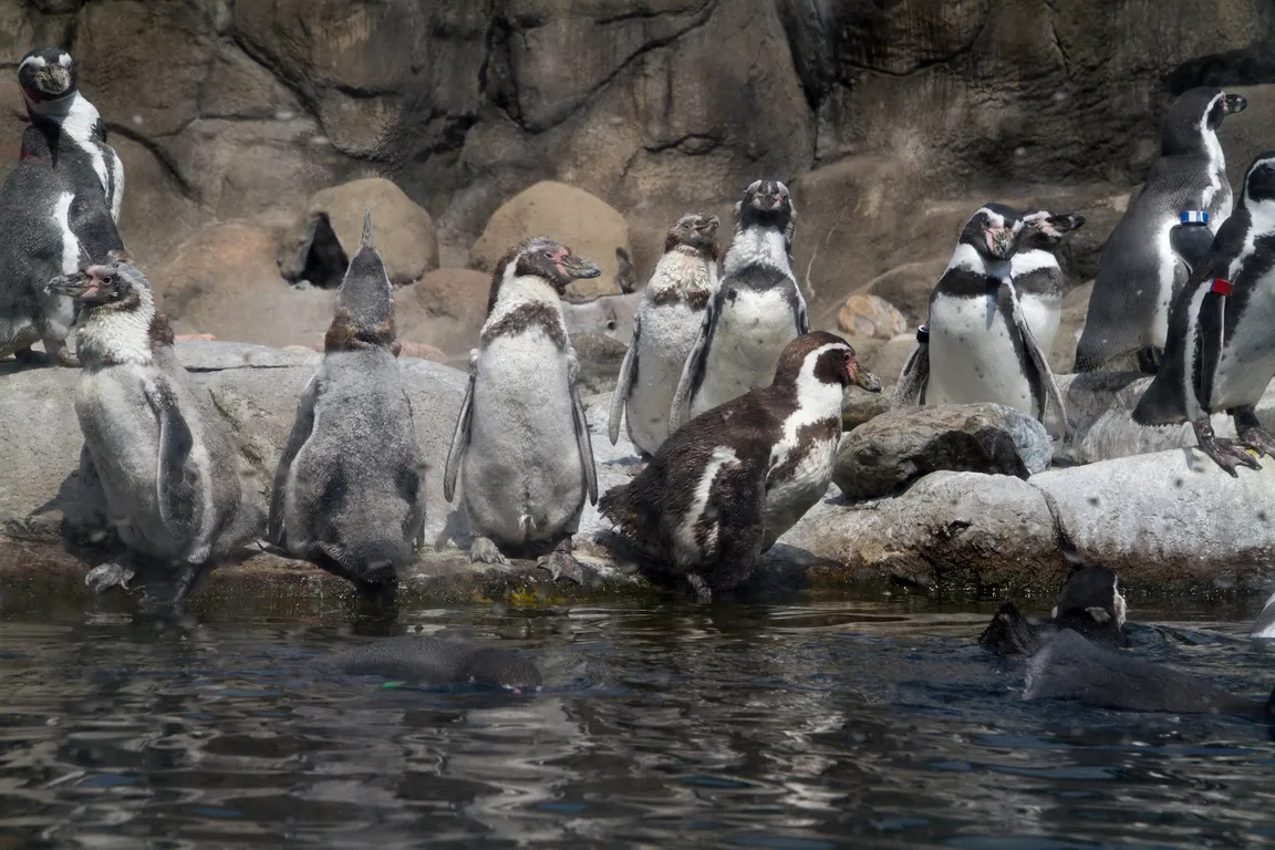 Rosamond Gifford Zoo