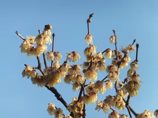 Hiyoshi Park