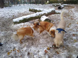 Hachiko - Park dla Psów