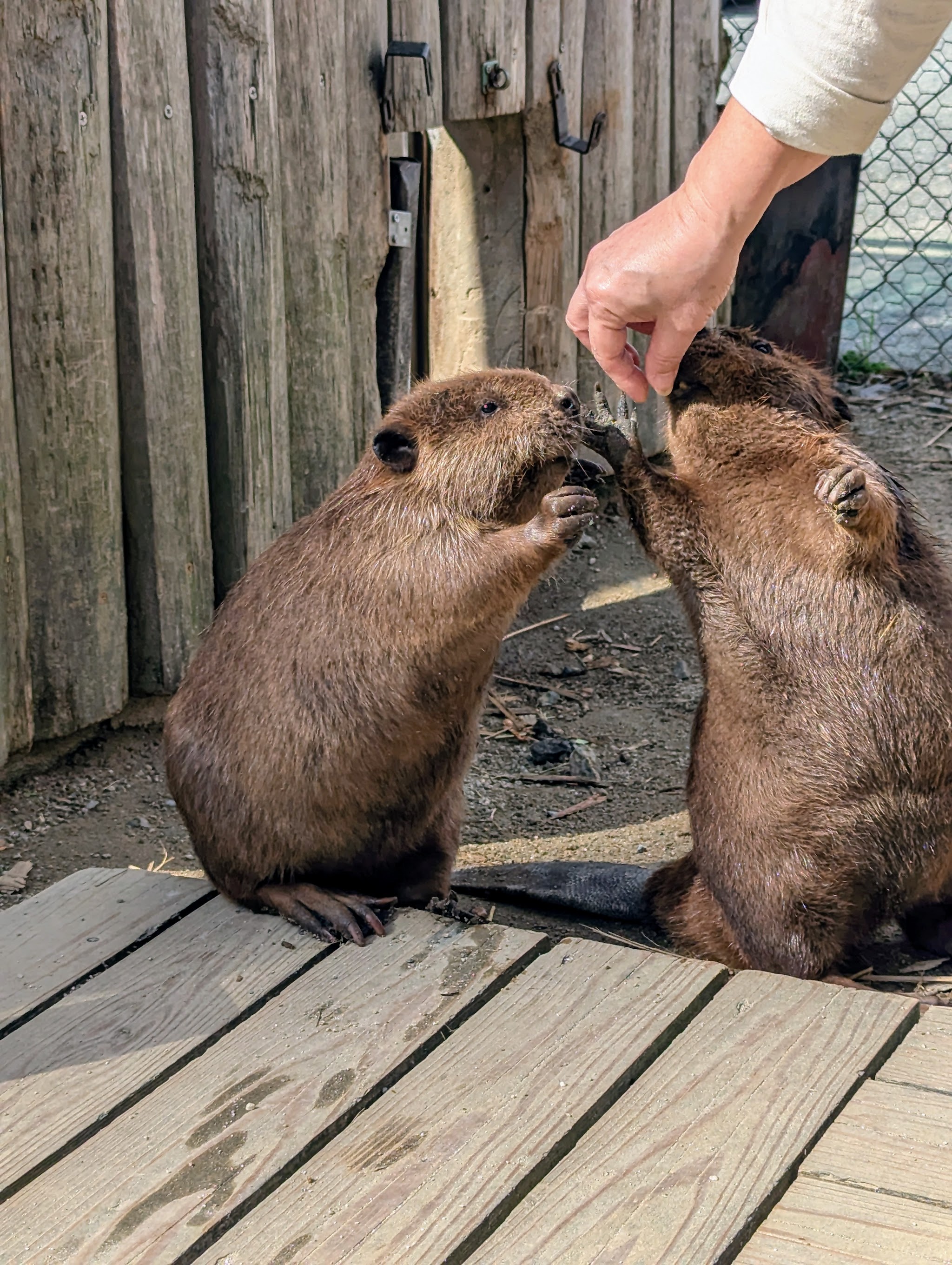 Torius Petting Zoo | Hopsa