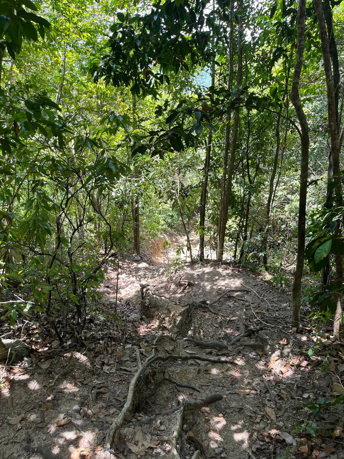 Headtrail for Bottle Beach