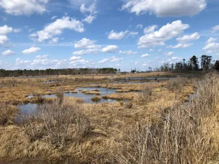Cattus Island County Park