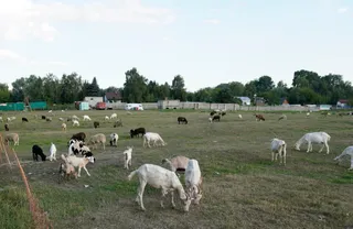 Pastwisko owiec i kóz