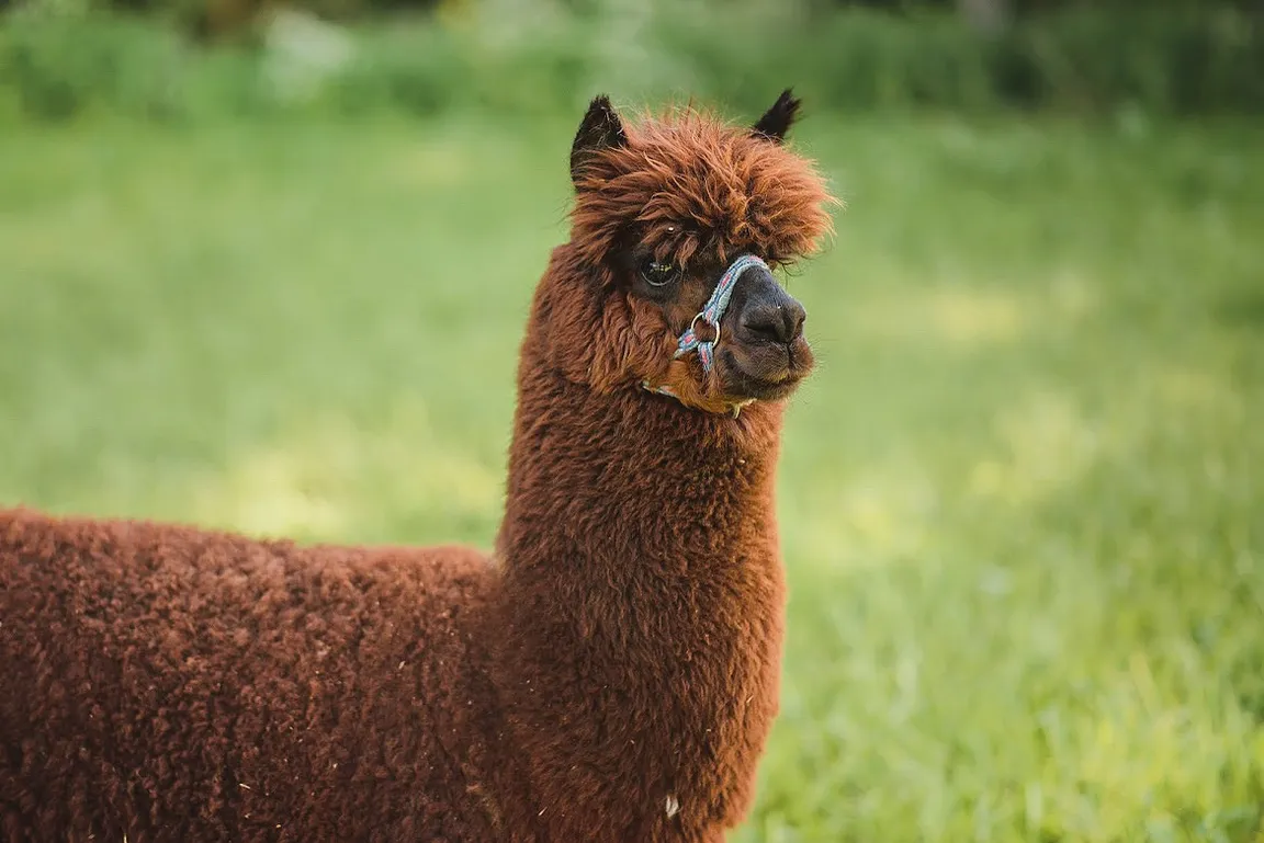AgroAlpaka