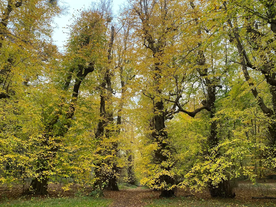 Swinley Park