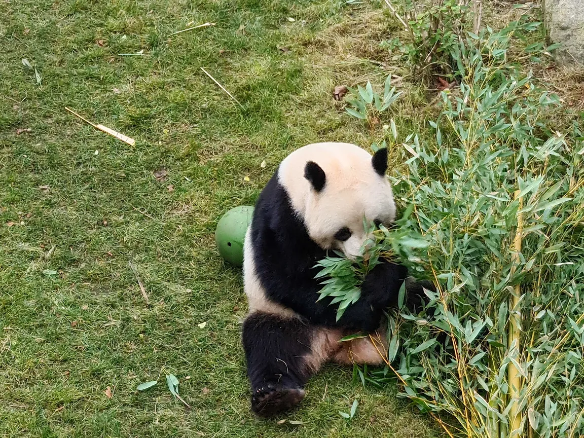 Copenhagen Zoo