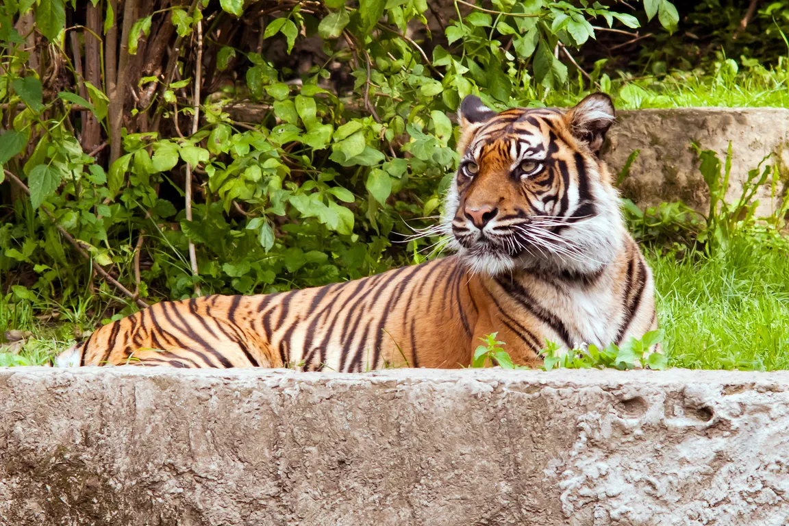 Miejski Ogród Zoologiczny im. Antoniny i Jana Żabińskich w Warszawie