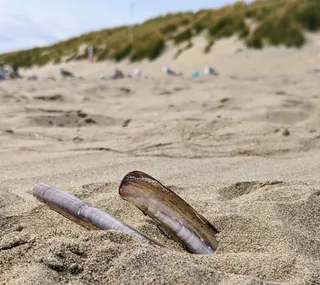 Camber Sands