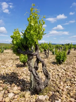Domaine de la Solitude
