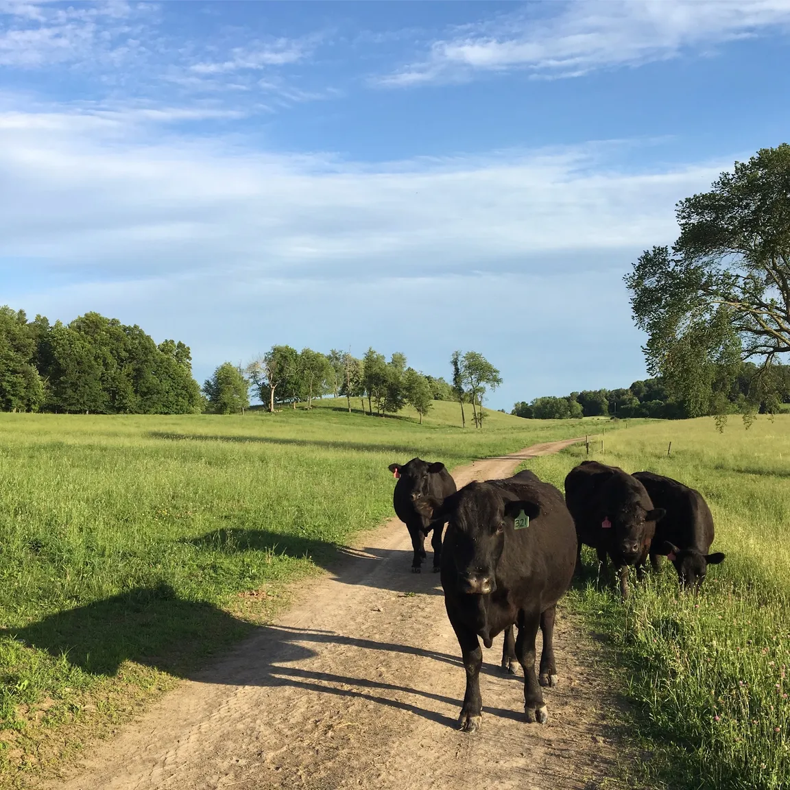 Kinderhook Farm