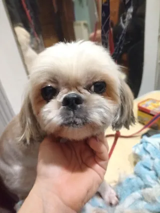 Psi Fryzjer z dojazdem do domu klienta.Wizyta domowaKot Pies Mobilny Groomer . Hundefriseur
