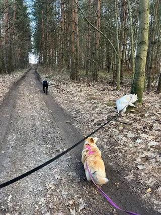 psychopieski - zoopsycholog/behawiorysta psów i kotów