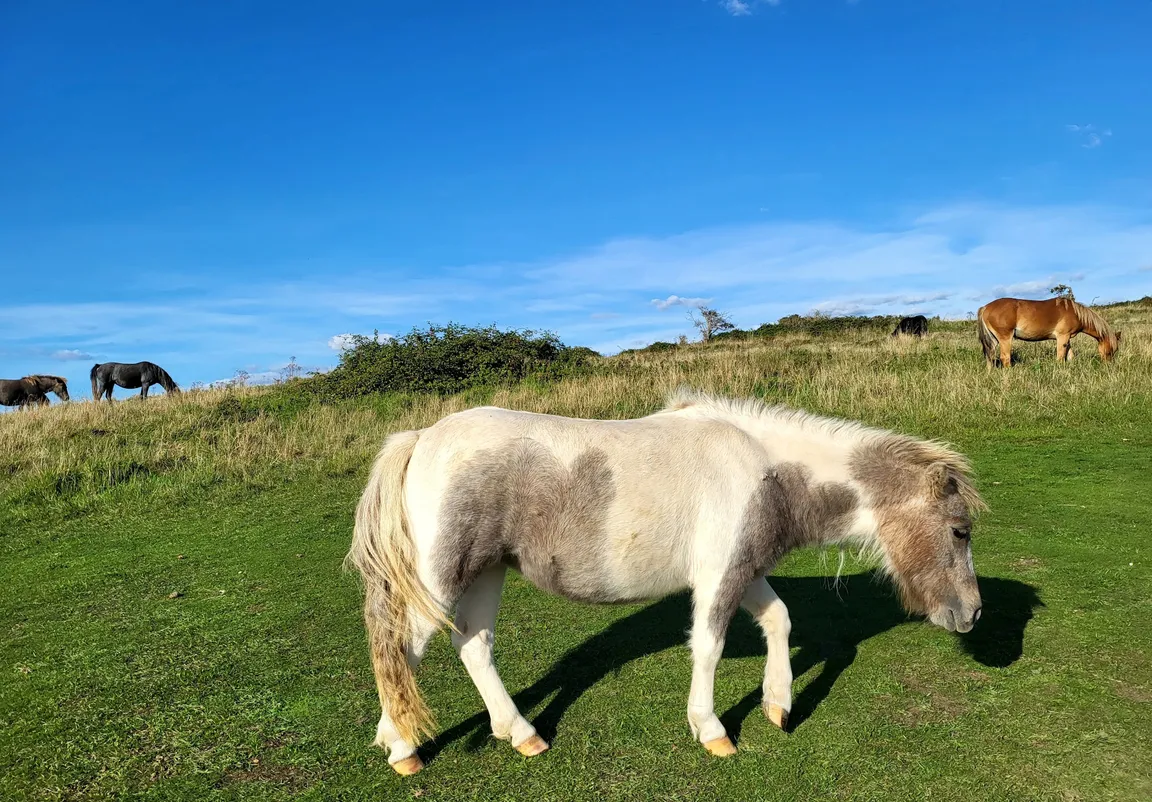 Seven Sisters Cliffs