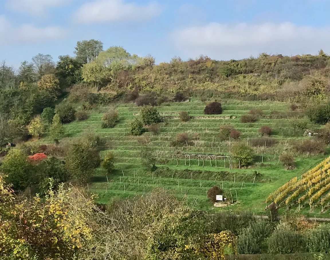 Historischer Weinberg