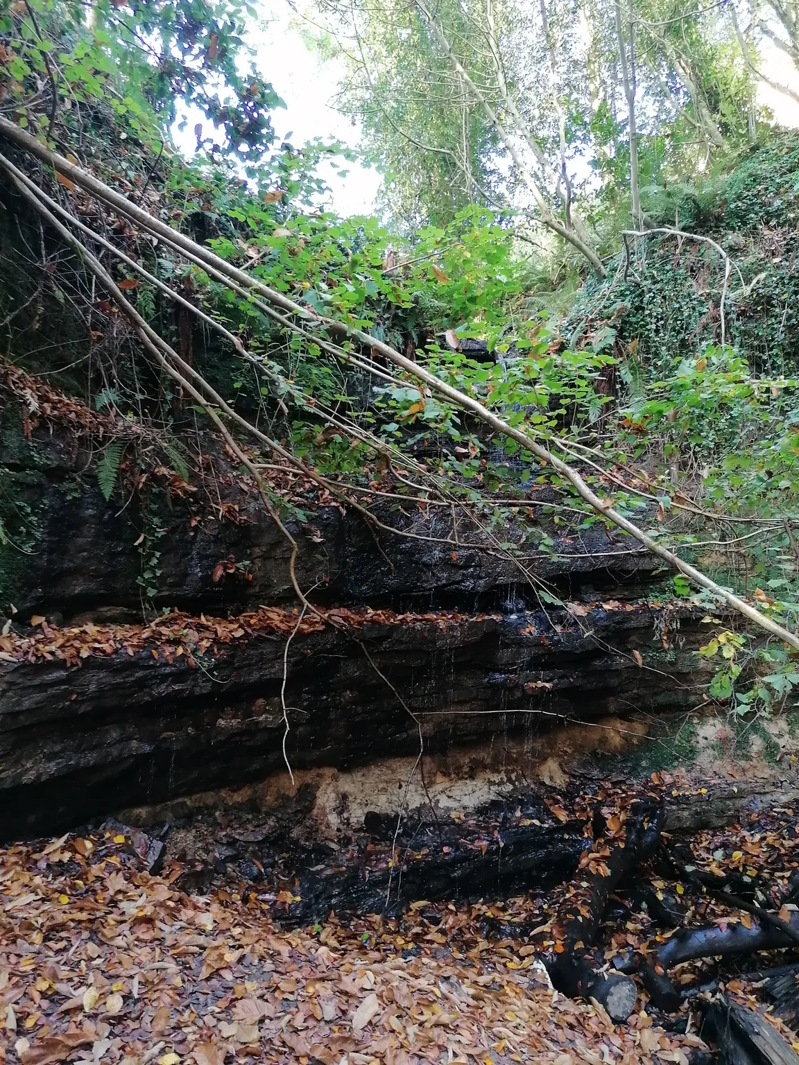 Old Roar Gill
