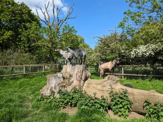 Waterfowl Sanctuary & Childrens Farm