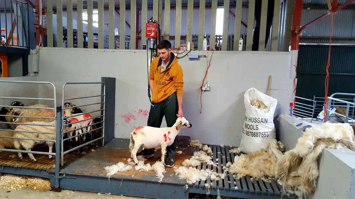 Kissane Sheep Farm